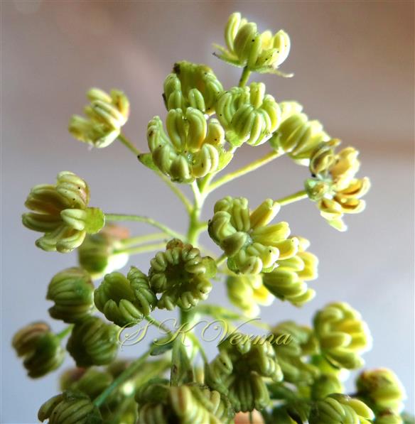  Male inflorescence